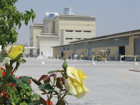 amreyah_plant_2.jpg