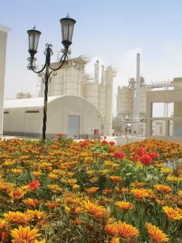 amreyah_plant.jpg